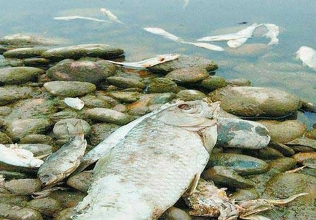 水污染的嚴重，讓我們更加注重水的質量！更要選擇好的凈水器-菲浦仕凈水器！